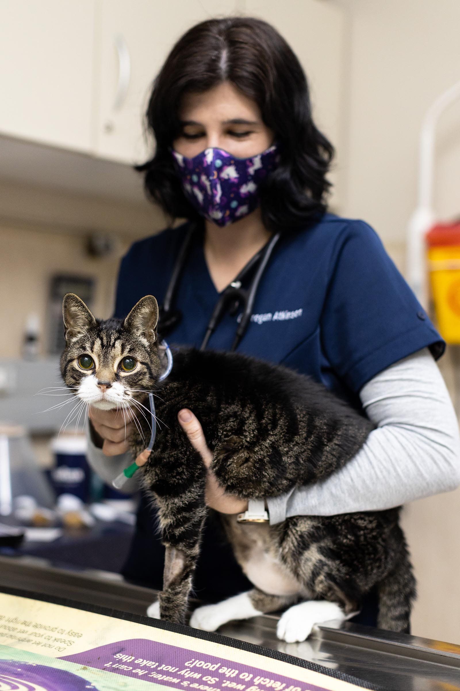 Specialist Physician Veterinarians