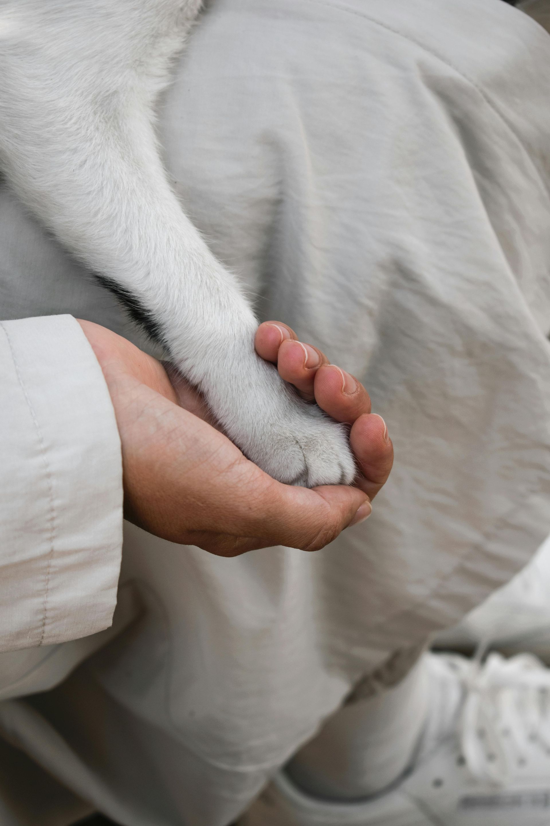 Benefits of Ultrasound Imaging for Pets: