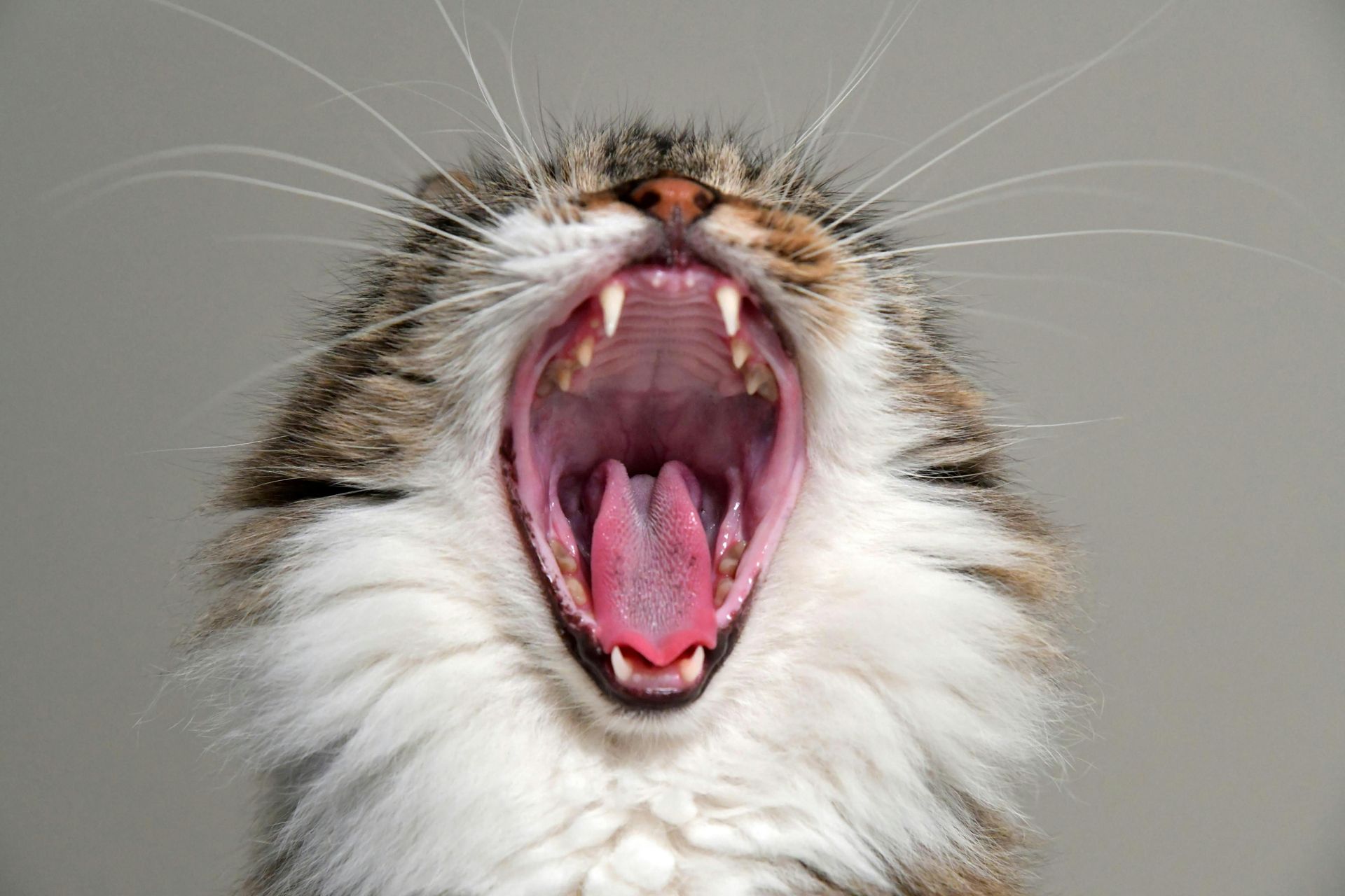 Our Pet Dental Services