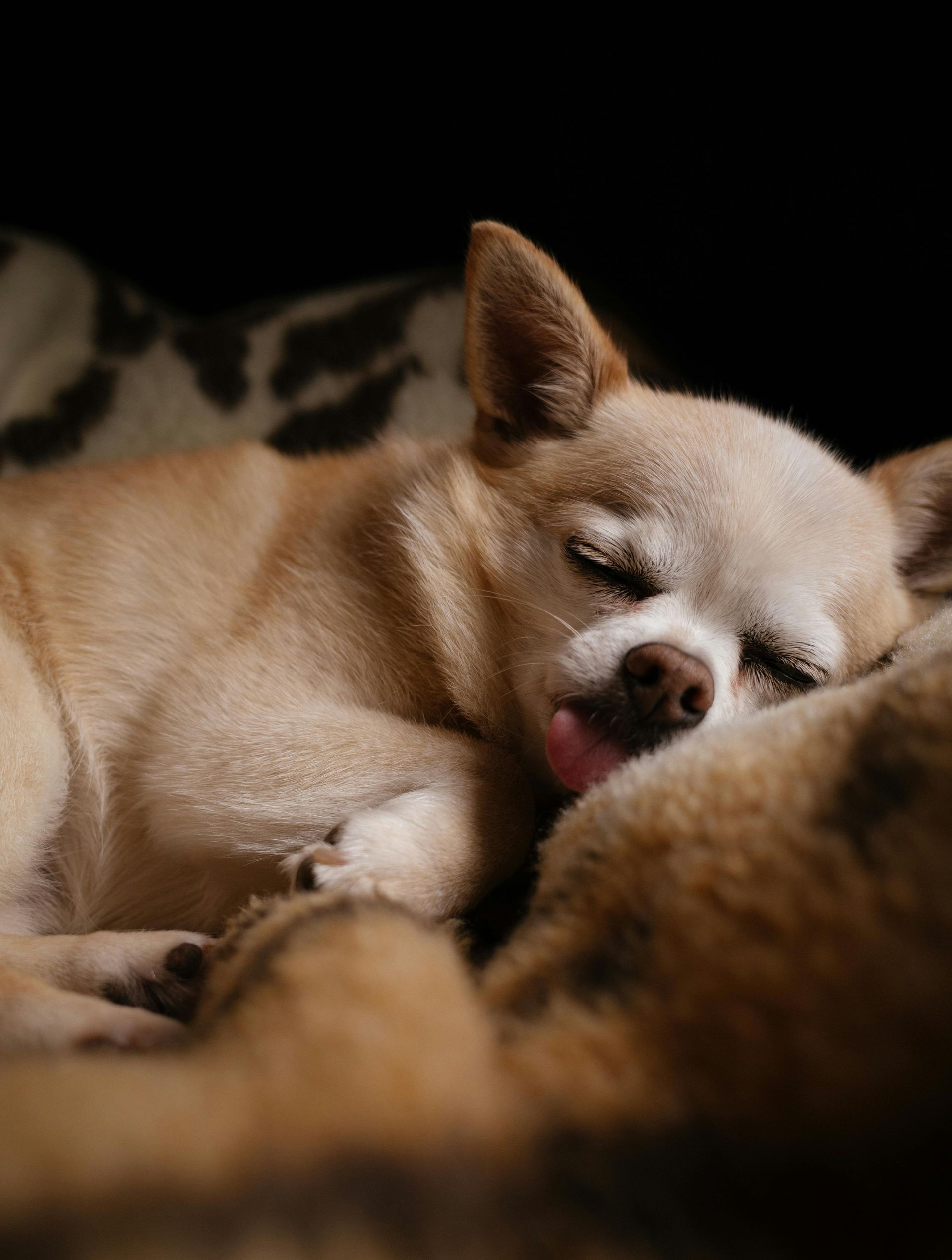 Fourways Veterinary Hospital's Commitment to Advanced Care: