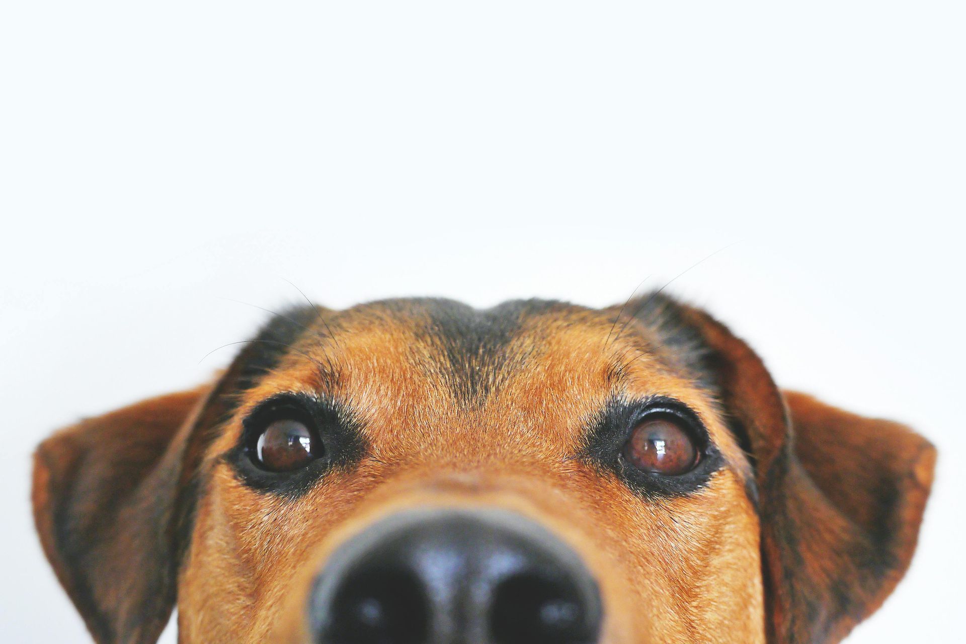 Fourways Veterinary Hospital's Commitment to Quality Care: