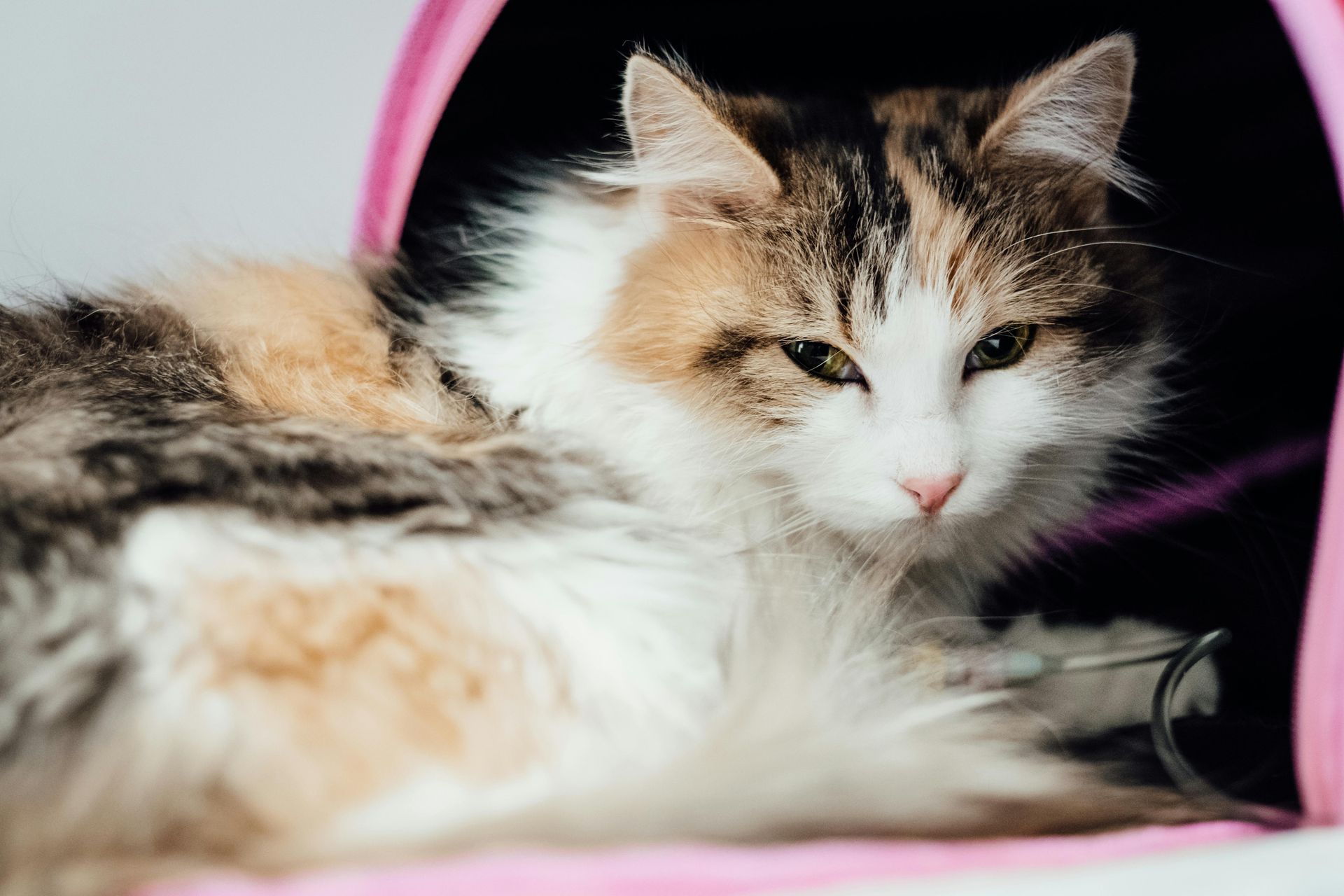 Post-Surgical Care: