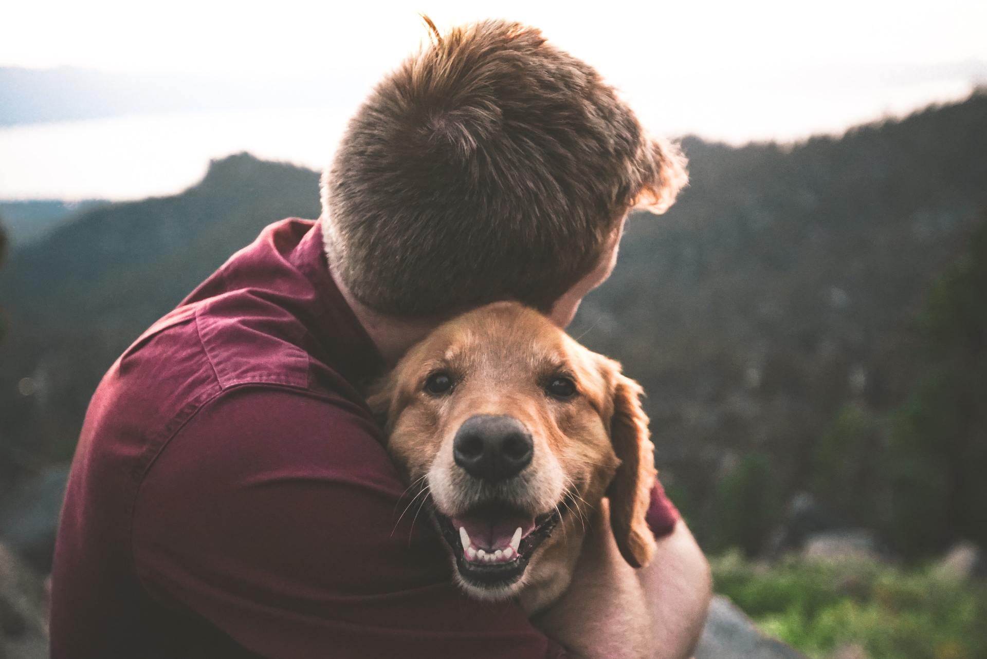 Benefits of Digital Radiography for Pets: